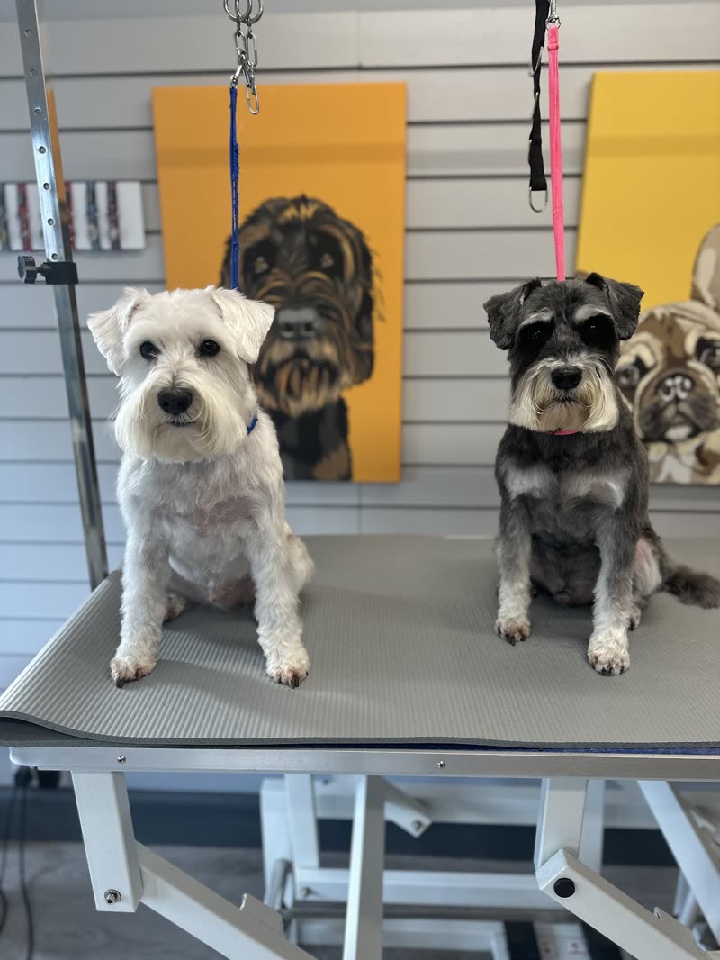 Two freshly groomed schnauzers on the grooming table at Yappy Pups Whitstable, the salon slatwall behind them