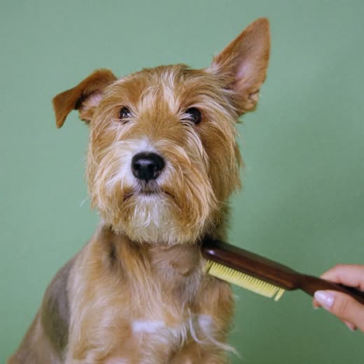 A small terrier mid-brush