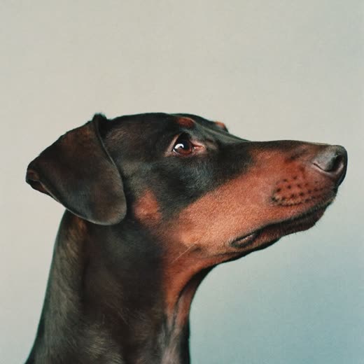 A schnauzer after a hand-strip
