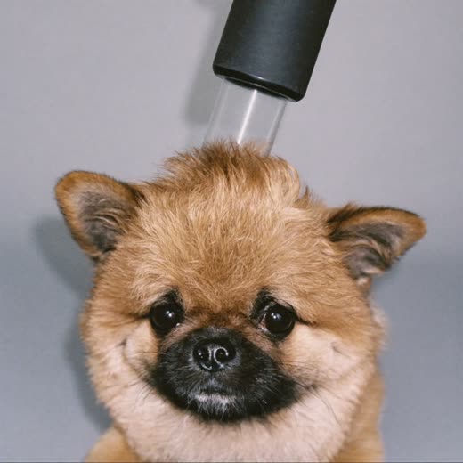 A small dog after a blow-dry and finish